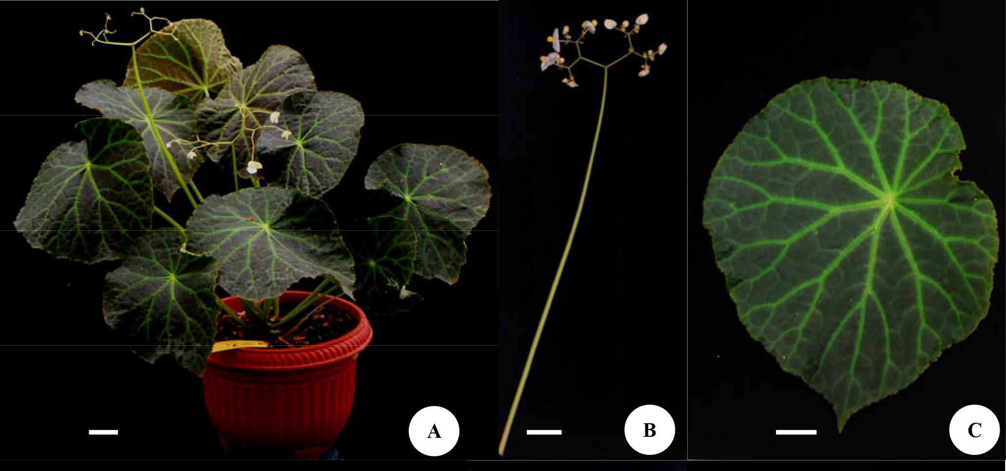 B. ‘Blirik’